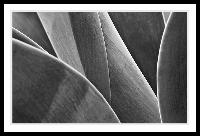 Wide Yucca leaves in black and white.